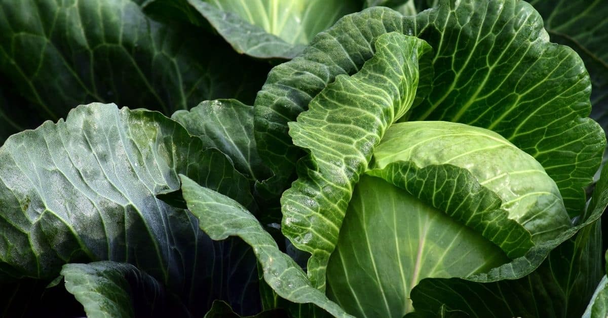 10 Ways on How to Dry Up Milk Supply Without Getting Mastitis